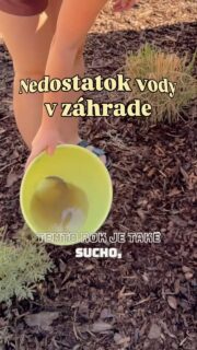 Už viac ako 15 dní poriadne nepršalo a na záhrade to je teda dosť cítiť. 🥲 A keďže tieto horúčavy tomu veľmi nepomáhajú, začali sme doma riešiť aj to, ako zbytočne nemíňať pitnú vodu na polievanie a namiesto toho využiť tú šedú. 

Poriadne leto u nás trvá síce len dva mesiace, ale aj tie nás vedia poriadne potrápiť. 💦

#zahrada #polievanie