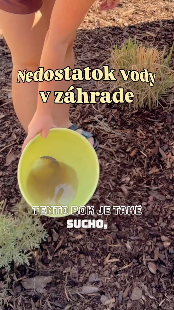 Už viac ako 15 dní poriadne nepršalo a na záhrade to je teda dosť cítiť. 🥲 A keďže tieto horúčavy tomu veľmi nepomáhajú, začali sme doma riešiť aj to, ako zbytočne nemíňať pitnú vodu na polievanie a namiesto toho využiť tú šedú. 

Poriadne leto u nás trvá síce len dva mesiace, ale aj tie nás vedia poriadne potrápiť. 💦

#zahrada #polievanie