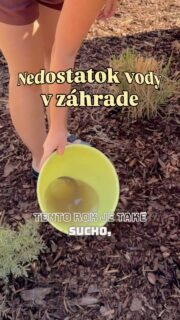 Už viac ako 15 dní poriadne nepršalo a na záhrade to je teda dosť cítiť. 🥲 A keďže tieto horúčavy tomu veľmi nepomáhajú, začali sme doma riešiť aj to, ako zbytočne nemíňať pitnú vodu na polievanie a namiesto toho využiť tú šedú. 

Poriadne leto u nás trvá síce len dva mesiace, ale aj tie nás vedia poriadne potrápiť. 💦

#zahrada #polievanie