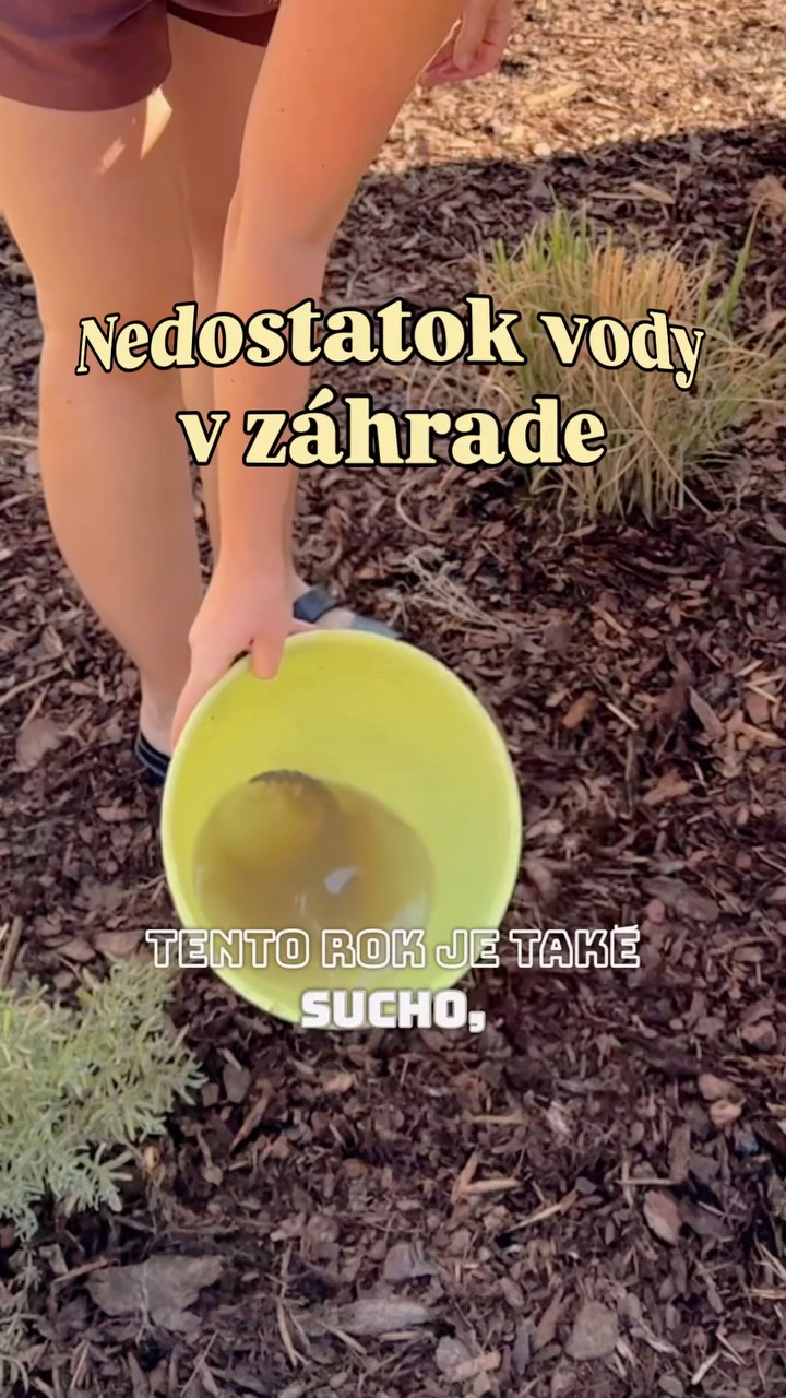 Už viac ako 15 dní poriadne nepršalo a na záhrade to je teda dosť cítiť. 🥲 A keďže tieto horúčavy tomu veľmi nepomáhajú, začali sme doma riešiť aj to, ako zbytočne nemíňať pitnú vodu na polievanie a namiesto toho využiť tú šedú. 

Poriadne leto u nás trvá síce len dva mesiace, ale aj tie nás vedia poriadne potrápiť. 💦

#zahrada #polievanie