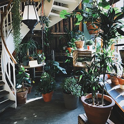 izba plná rastlín