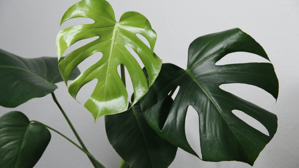 monstera deliciosa