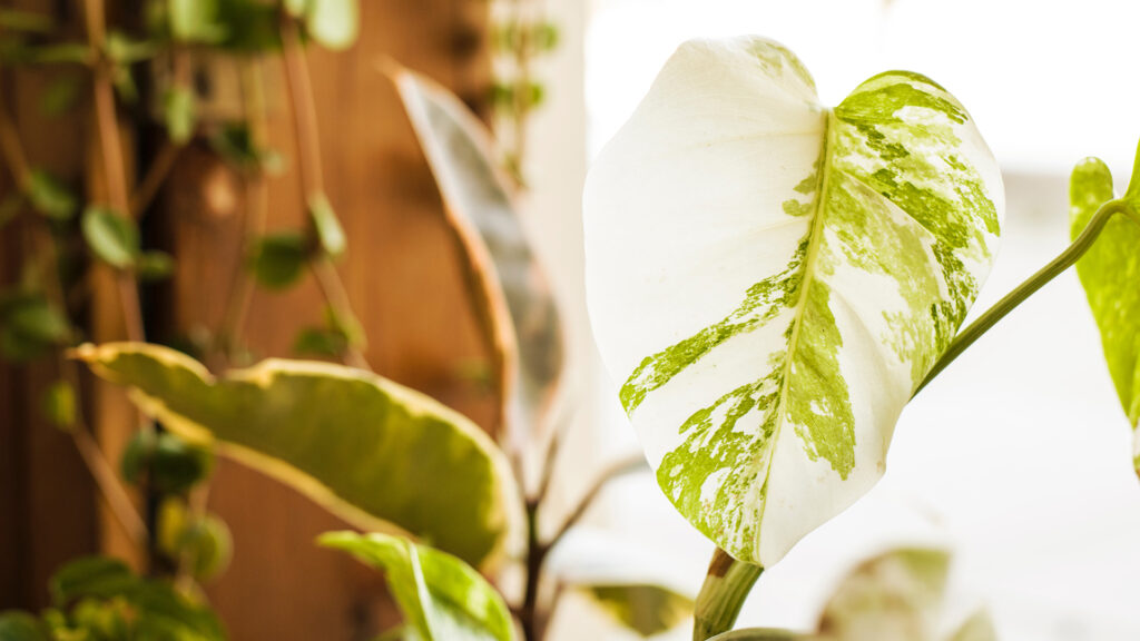 monstera variegata