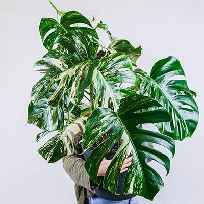 monstera variegata