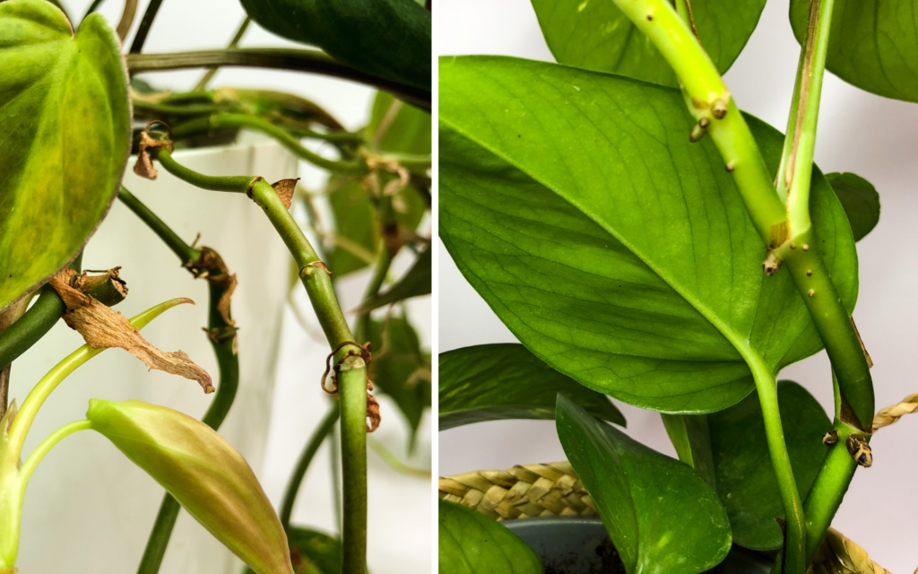 pothos vs philodendron rozdiel v koreňoch