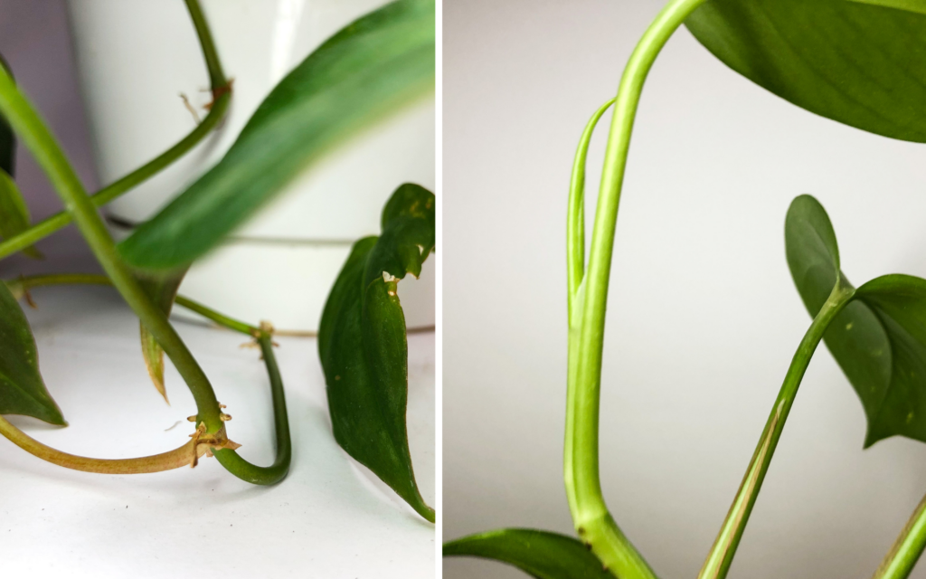 golden pothos vs philodendron micans rast novych listov