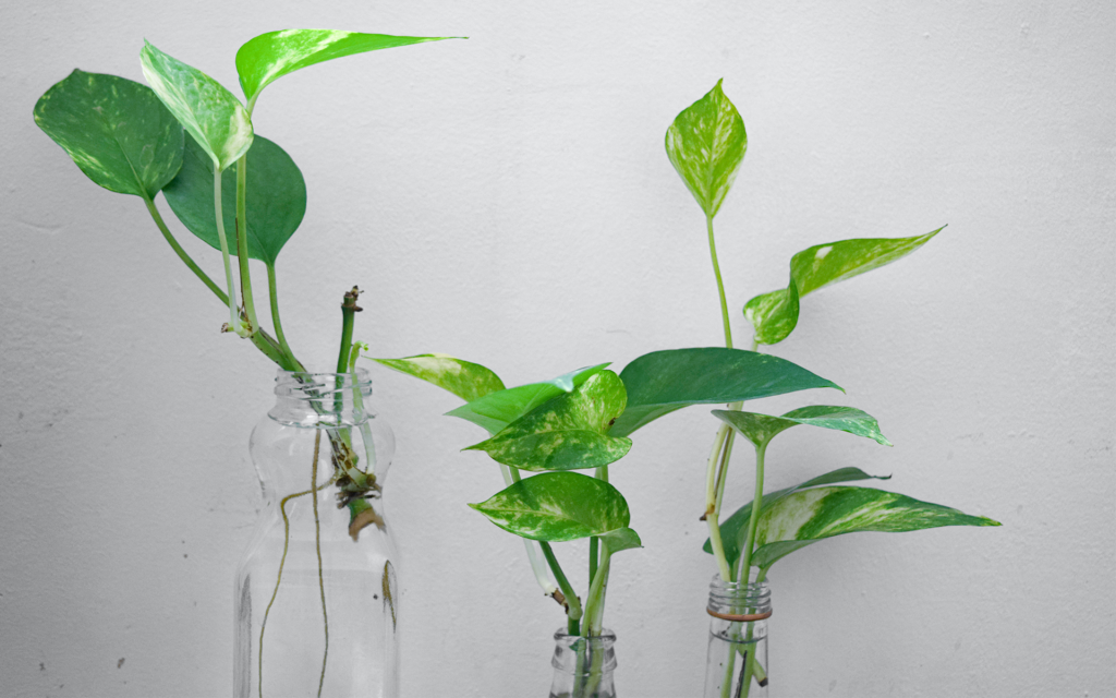 pothos epipremnum