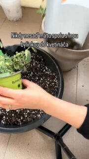 Toto nerob pri sadení byliniek. 🌱
Nikdy nesaď mätu spolu s inými bylinkami do malého kvetináča. 🪴
Mäta sa rýchlo rozrastá do strán aj do hĺbky a ostatným bylinkám zoberie všetko – priestor, vodu aj živiny.

Mäta potrebuje vlastný kvetináč – ideálne väčší, s dostatkom miesta pre korene.

Chceš pestovať viac druhov mäty? ✅
To môžeš – mäty sa navzájom znášajú,  ale iné bylinky nechaj radšej bokom. ❌
Mäta je voňavá, užitočná, chutná a veľmi nenáročná na pestovanie. ☀️

#mata #pestovaniematy #bylinky #byliny #bylinkyzezahradky