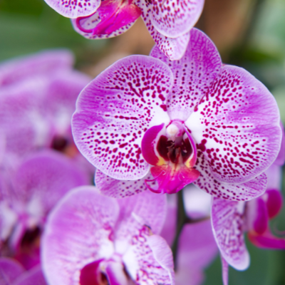 orchidea v interiéri