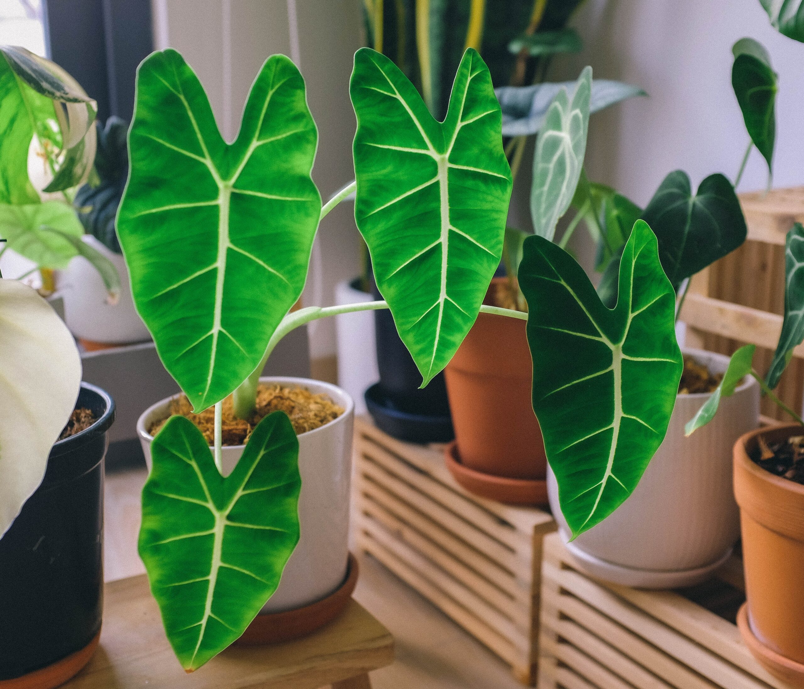 alocasia