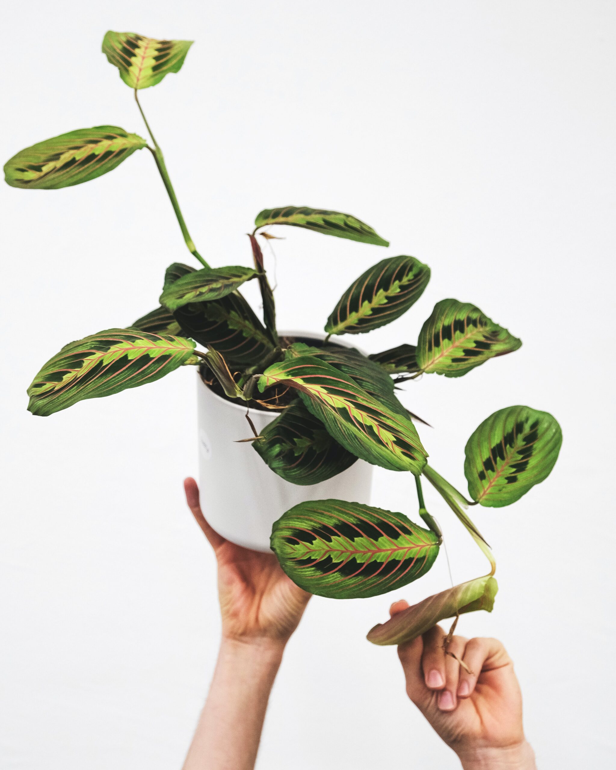 maranta