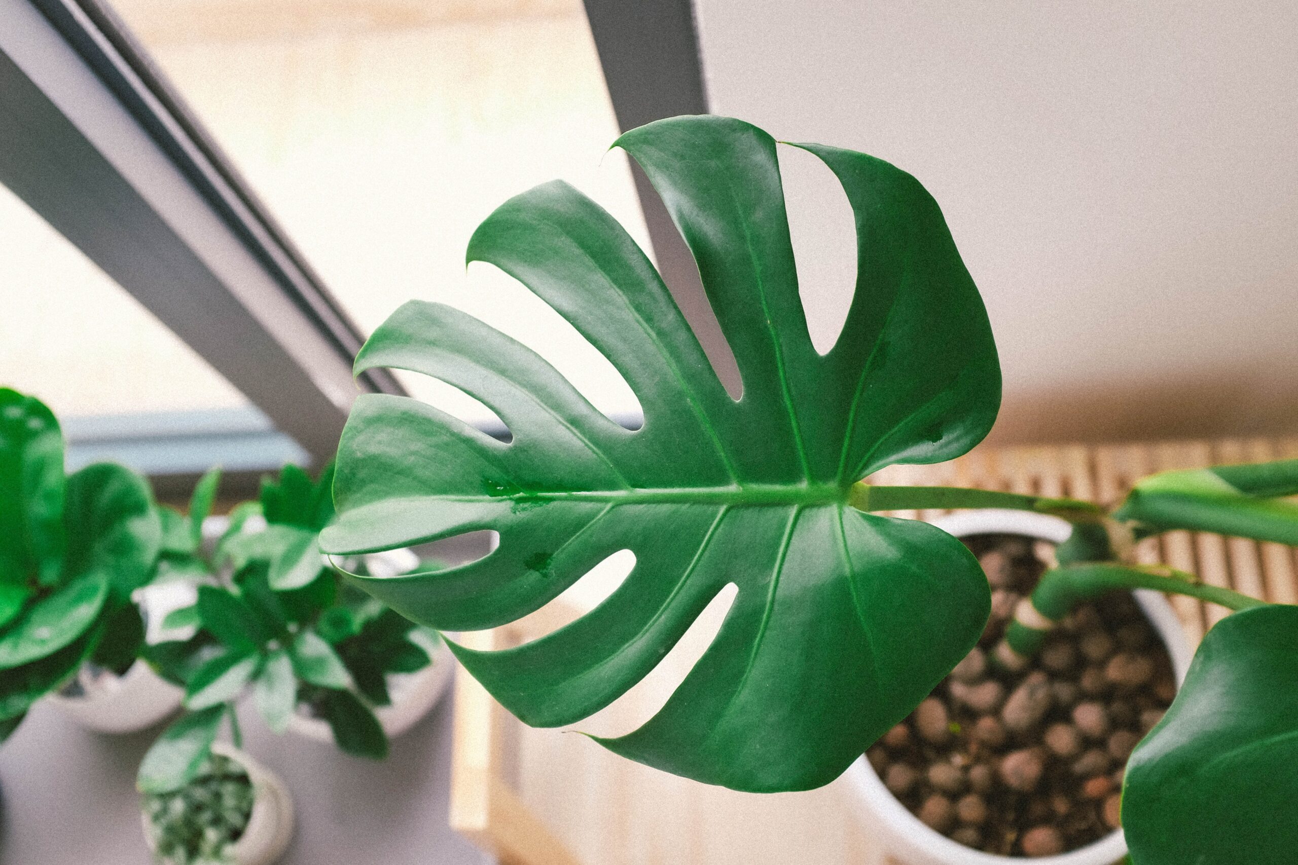 monstera