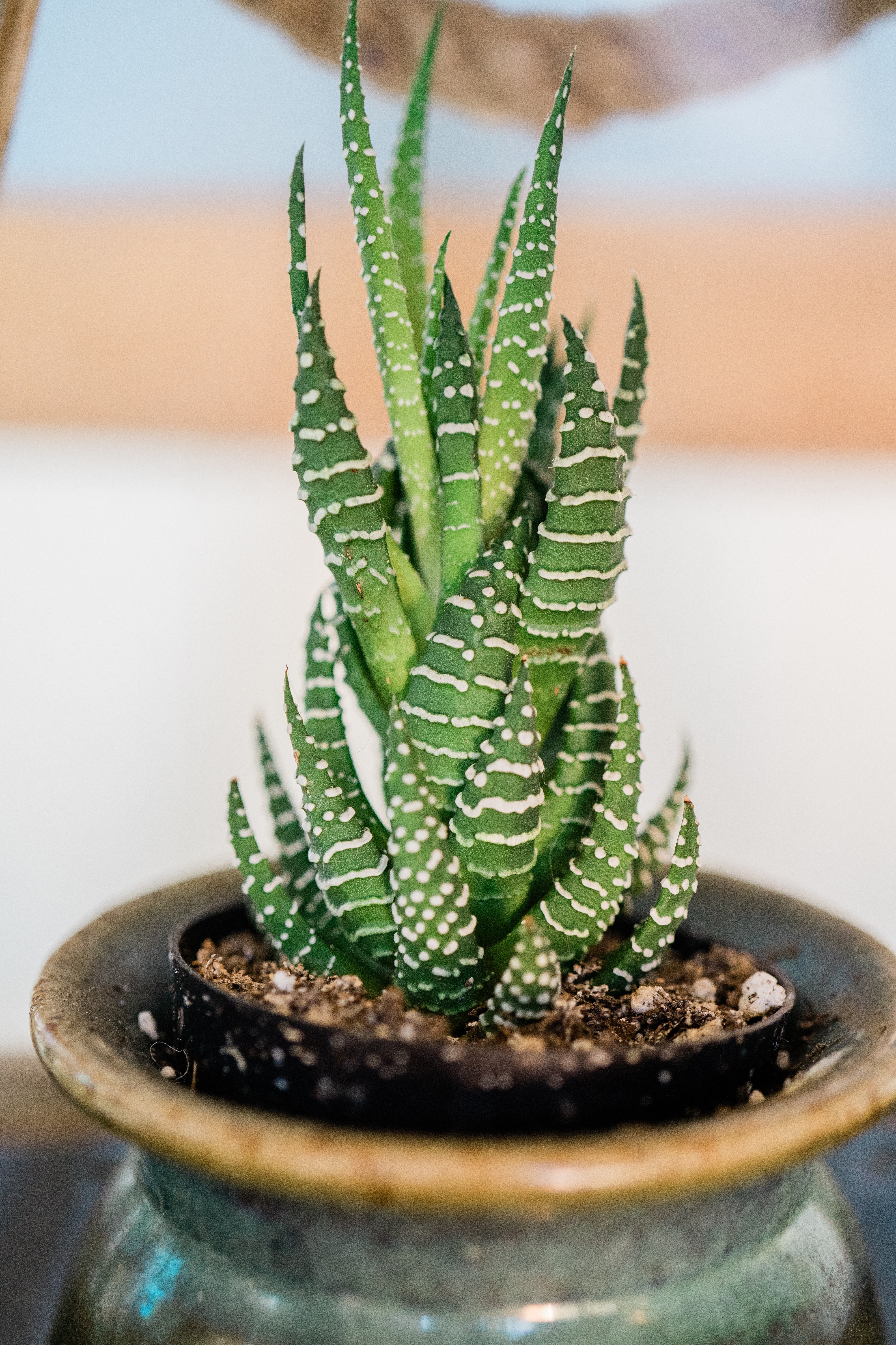 haworthia