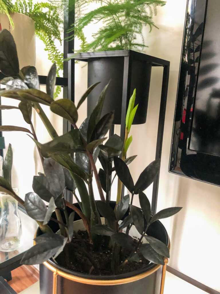 zamioculcas