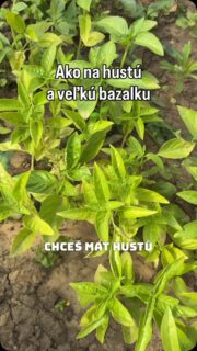 Bazalka má mnoho využití, sušená ako korenie, celá ako ozdoba alebo na chlebík či ako pesto na cestoviny. Bola by škoda ju na záhrade alebo na balkóne nemať. 🌱

#bazalka