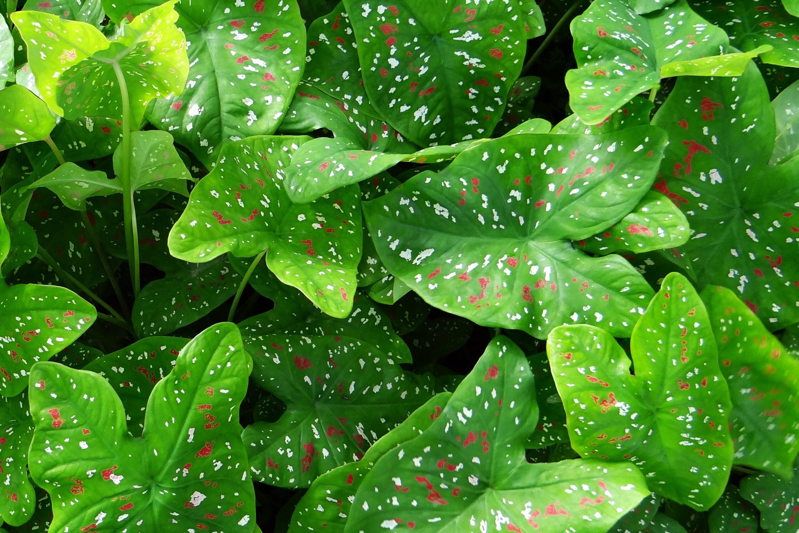 caladium_kaladium