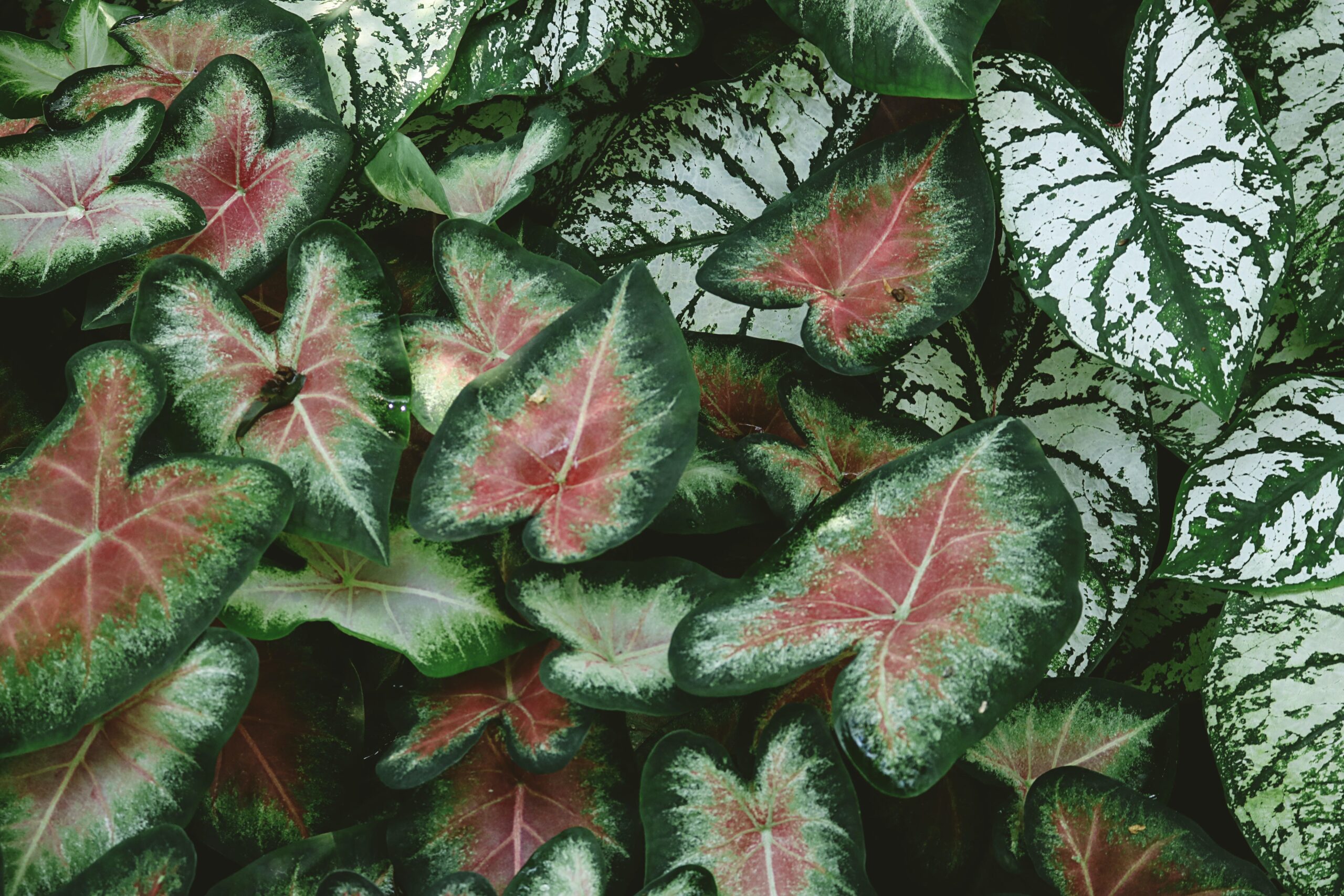 caladium_variants