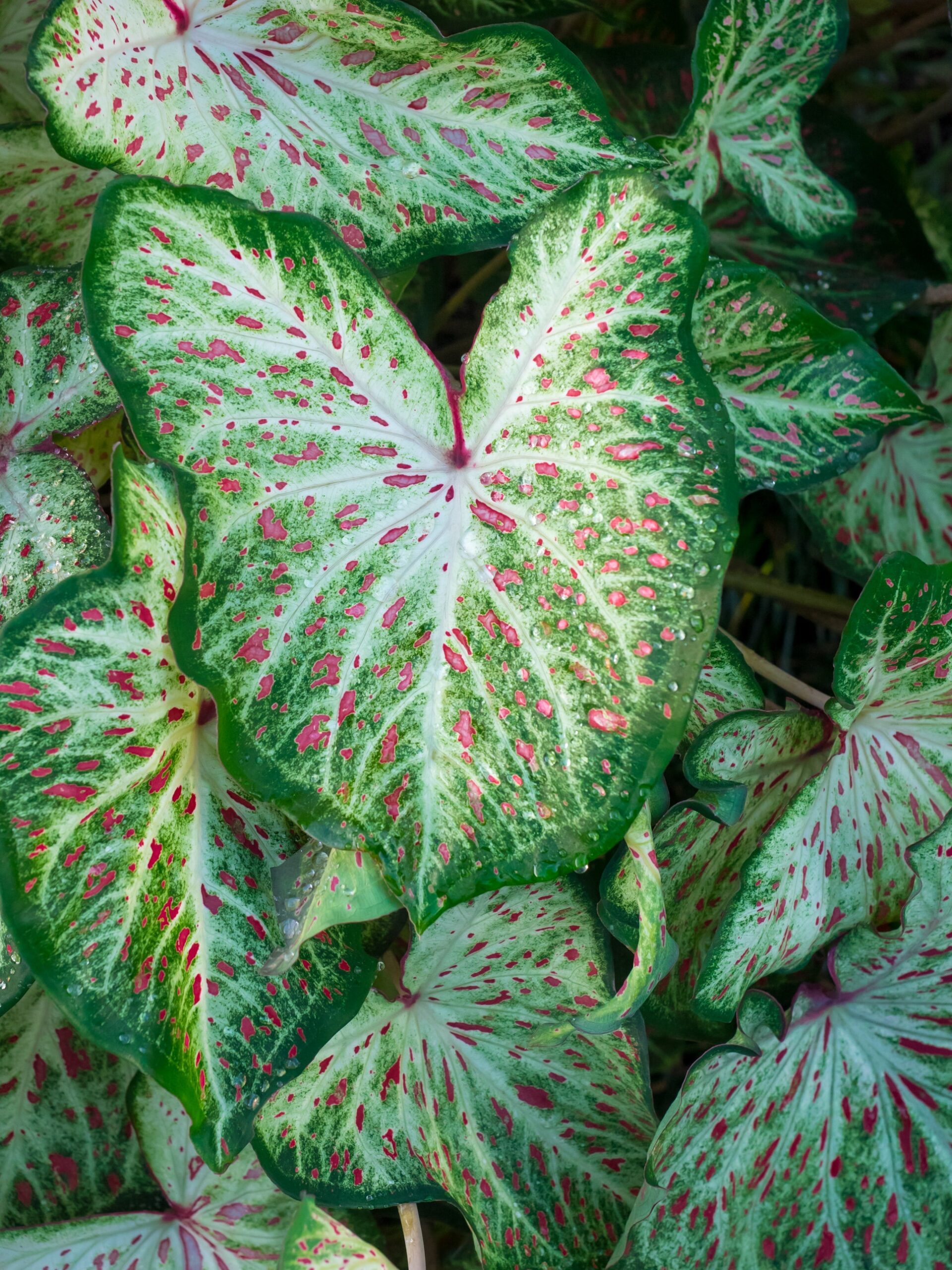 caladium_zelene