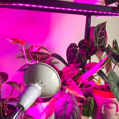 lampy na rast rastlín_led
