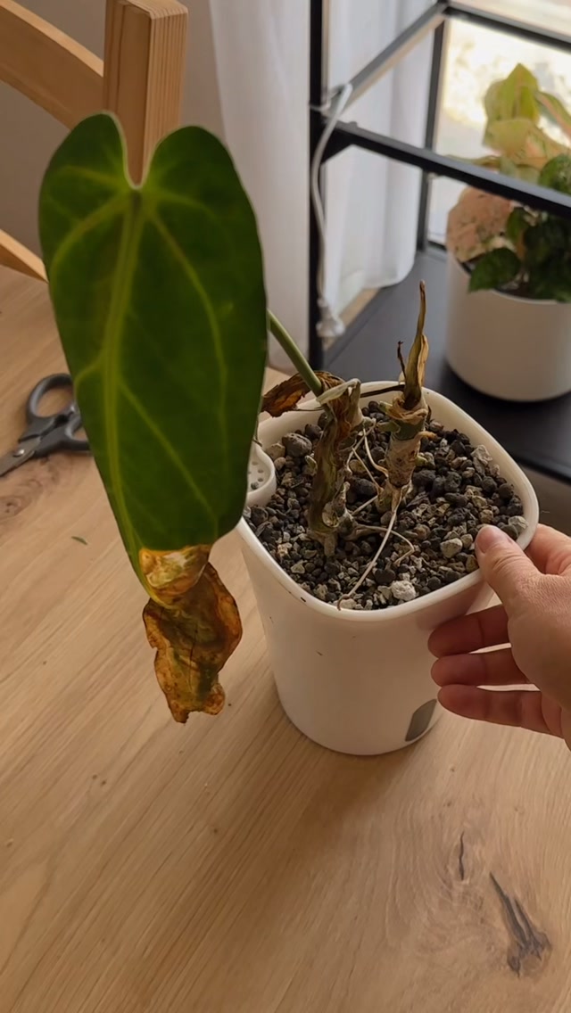 V prvom rade – vyzerajú krajšie. 😄 
Suchá časť listu sa už nikdy nezazelená, takže rastline nijako nepomôže, keď ju tam necháme. Navyše sa v takýchto miestach môžu ukrývať škodce a pri vyššej vlhkosti môžu byť náchylnejšie aj na plesne.

To ale neznamená, že pri jednej hnedej špičke treba odstrihnúť celý list. 🌱 Pokiaľ je jeho zvyšok zelený a zdravý, rastlina ho stále využíva na fotosyntézu. Stačí preto odstrihnúť iba suchú časť, ideálne podľa prirodzeného tvaru listu.

A potom treba nájsť dôvod, prečo konce schnú. 👀 Často za tým býva príliš suchý vzduch v interiéri, nepravidelná zálievka, tvrdá voda alebo priveľa hnojiva. V lete môže byť príčinou aj spálenie ostrým slnkom a v zime zase premokrenie či chlad.

Po ostrihaní navyše ľahšie uvidíte, či sa problém objavuje znova. Nožnice teda vyriešia to, čo vidíme, ale ak konce schnú ďalej, treba hľadať príčinu. 🌱

#rastliny #pestovanie #suchelisty