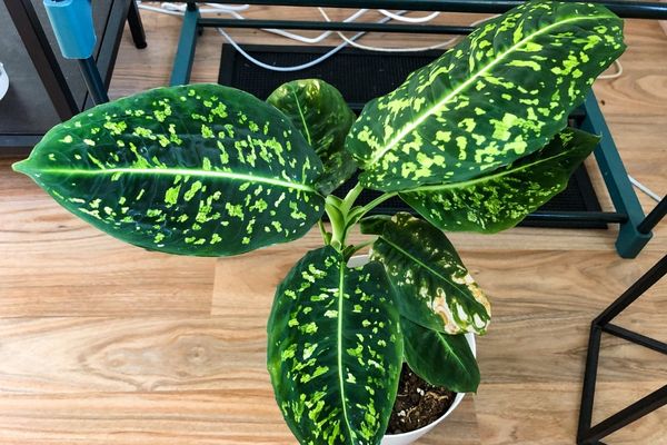 dieffenbachia reflector_greenest