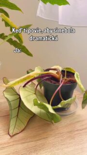 Hlavne žiadne prehnané reakcie 😉🪴

#alocasia