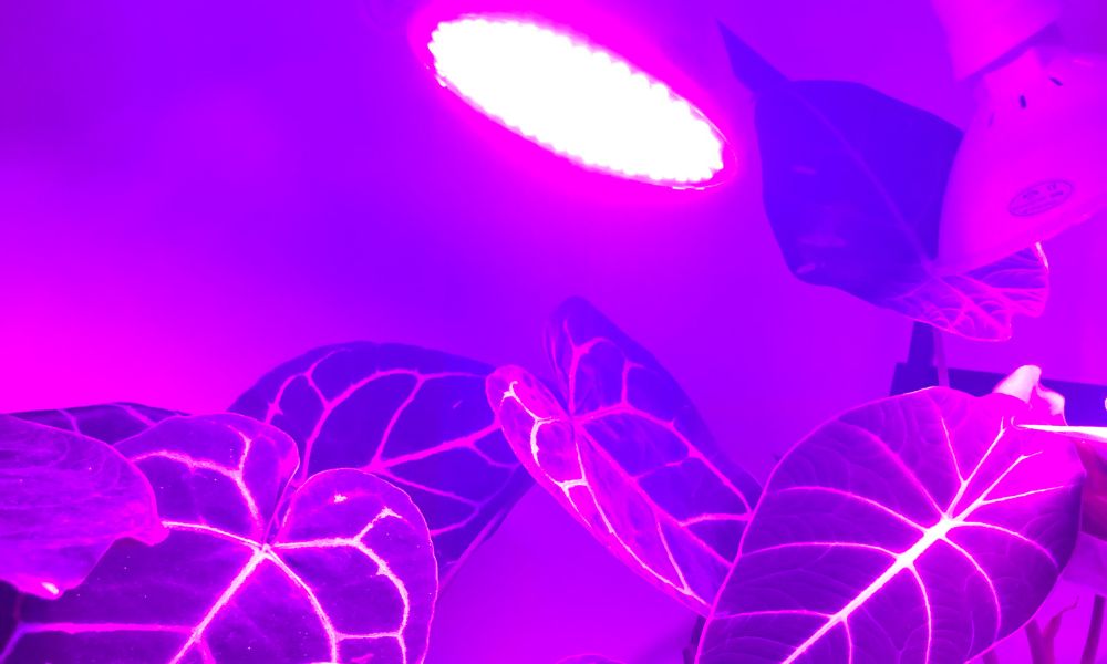 grow led lampa