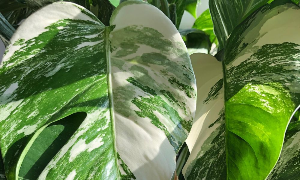 panašovaná monstera