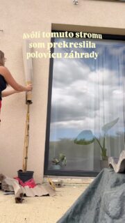 Finálny vzhľad stromu nájdete na konci videa. Teda aspoň približný. 🌳

Môj vysnívaný strom do záhrady je konečne doma. Je ním Albizia julibrissin. 💚

Vybrala som si ju najmä kvôli jej ružovým „chlpatým“ kvetom, ktoré sa objavujú počas leta, približne od júna/júla až do jeho konca. Páči sa mi jej exotický vzhľad a zároveň to, že pri vhodnom stanovišti dokáže zvládnuť aj naše zimy.

Vizualizácia na konci je orientačná. Albízia môže časom dorásť približne do 4–6 metrov a vytvoriť širokú, dáždnikovú korunu.

Samostatne pri plote však nezostane. Postupne okolo nej vznikne záhon, ktorého bude dominantou a, dúfam, raz aj jednou z najväčších ozdôb záhrady. 🌿

Teraz už len pár rokov počkať. 😂

#zahrada