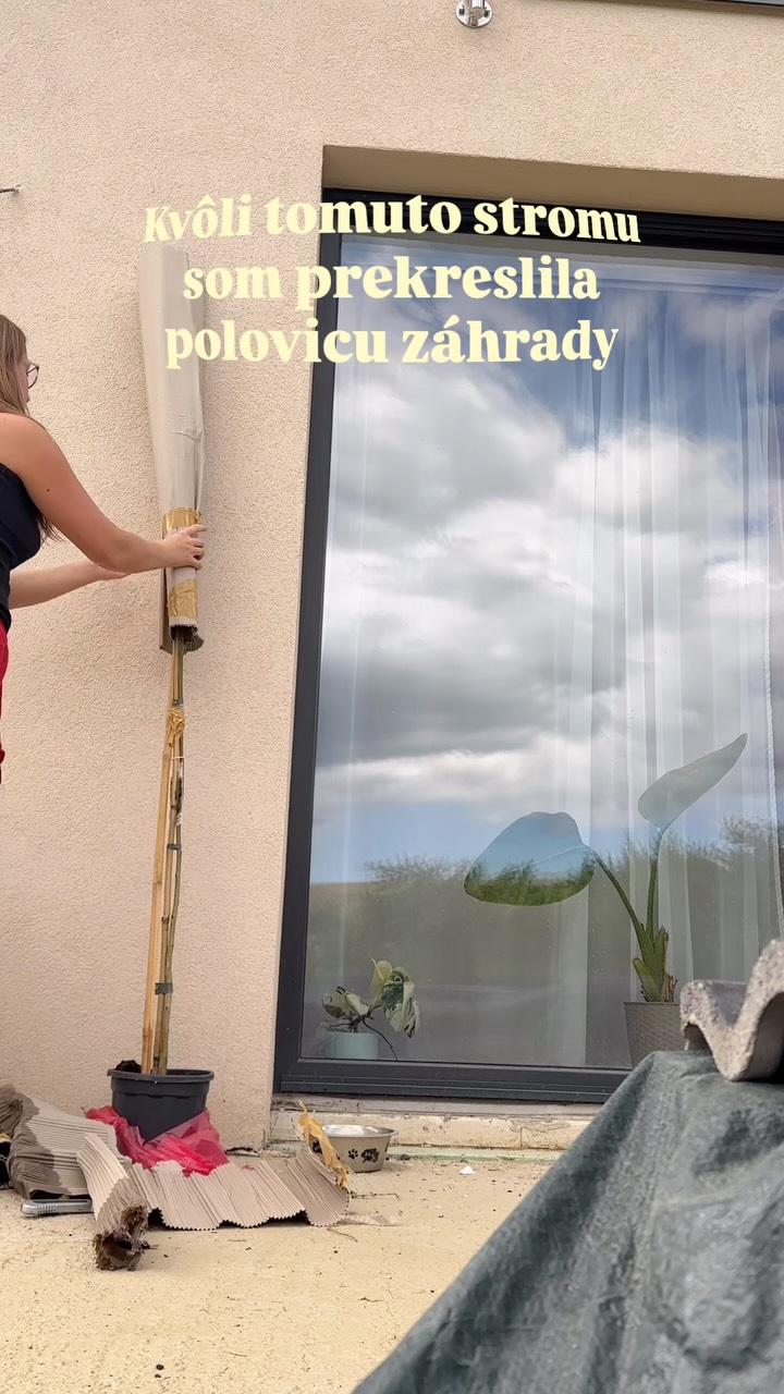 Finálny vzhľad stromu nájdete na konci videa. Teda aspoň približný. 🌳

Môj vysnívaný strom do záhrady je konečne doma. Je ním Albizia julibrissin. 💚

Vybrala som si ju najmä kvôli jej ružovým „chlpatým“ kvetom, ktoré sa objavujú počas leta, približne od júna/júla až do jeho konca. Páči sa mi jej exotický vzhľad a zároveň to, že pri vhodnom stanovišti dokáže zvládnuť aj naše zimy.

Vizualizácia na konci je orientačná. Albízia môže časom dorásť približne do 4–6 metrov a vytvoriť širokú, dáždnikovú korunu.

Samostatne pri plote však nezostane. Postupne okolo nej vznikne záhon, ktorého bude dominantou a, dúfam, raz aj jednou z najväčších ozdôb záhrady. 🌿

Teraz už len pár rokov počkať. 😂

#zahrada
