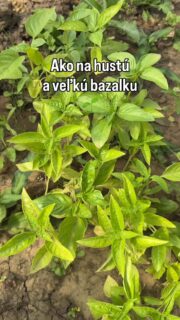 Bazalka má mnoho využití, sušená ako korenie, celá ako ozdoba alebo na chlebík či ako pesto na cestoviny. Bola by škoda ju na záhrade alebo na balkóne nemať. 🌱

#bazalka