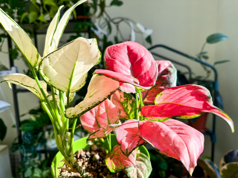 aglaonema