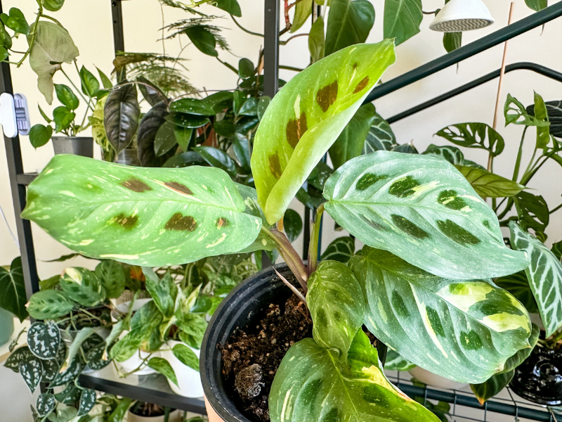 maranta