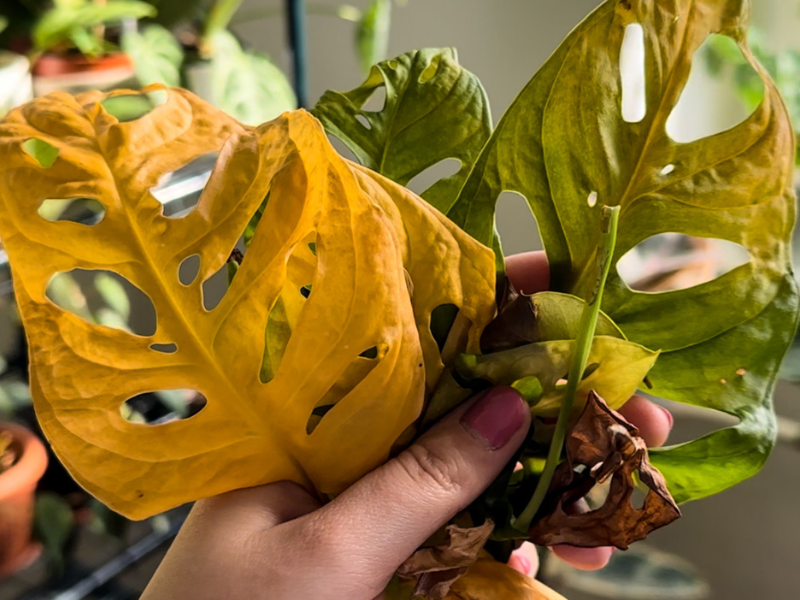 7 tipov ako sa postarať o izbové rastliny na jar - GreeNest
