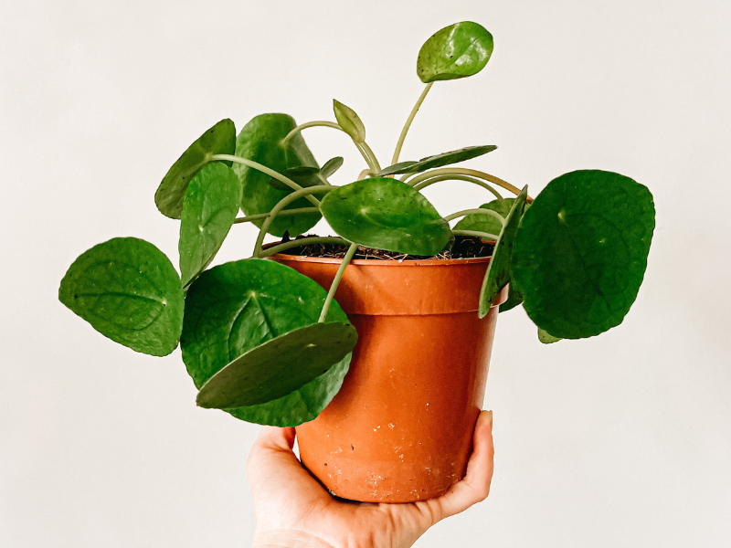 pilea 