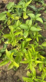 Bazalka má mnoho využití, sušená ako korenie, celá ako ozdoba alebo na chlebík či ako pesto na cestoviny. Bola by škoda ju na záhrade alebo na balkóne nemať. 🌱

#bazalka