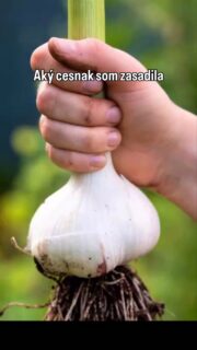 Dopestovať cesnak v čerstvej, navozenej zemine, pod ktorou sa nachádza ílovina bola výzva, takmer vopred určená na neúspech 😃 No dopadlo to tak, ako som v prvý rok môjho pestovania očakávala. Vlastne som prekvapená, že vôbec nejaký vyšiel. 🧄

No, ale ja som skúsila a vy sa poučíte 😅🙌

#zahrada #pestovanie