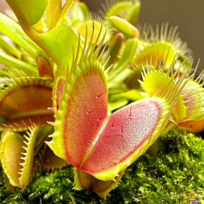 Dionaea muscipula_mucholapka