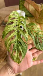 Dobré svetlo je pri rastlinách základ, ale na to aby ti rástli veľké a zdravé listy je podstatná dobrá výživa.💧

V kvetináčoch a v zemine ktorú majú sú živiny obmedzené, narozdieľ od voľnej prírody. Preto je na tebe aby si ich hnojením pridala. 
A oporou nabodobníš ich prirodzené podmienky v prírode - teda rast nahor. Vďaka šplhaniu dosiahneš veľké a krásne listy. 🌱

#rastliny #opora #hnojenie #pestovanie