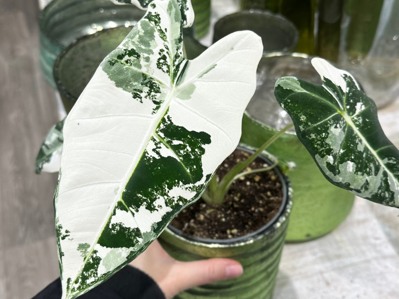 vyber nespravnej rastliny, alocasia variegata