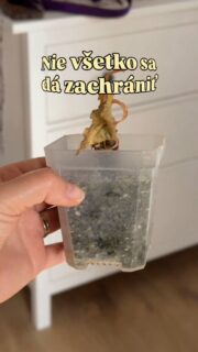 Som záchranca rastlín. Rada si kúpim aj poškodenú rastlinu a dám jej druhú šancu. Ale nie každej sa u mňa darí a niekedy sa dostane do stavu, keď jej už neviem pomôcť. 🪴

Hoci mi je vždy ľúto rastlinu vyhodiť, zmierila som sa s tým, že nie každej viem pomôcť. 🥲😅 Aspoň sa snažím prísť na to, čo jej u mňa nesadlo, aby som nabudúce neurobila rovnakú chybu. Alebo si jednoducho priznám, že niektoré rastliny u mňa žiť nechcú. 😄

Ak aj ty riešiš podobný problém a potrebuješ rastlinku nahradiť, mám pre teba zľavový kód GREENEST, s ktorým získaš zľavu v e-shope Kvetáreň.sk. Platí aj na sekciu “zachráň ma” 💚

#rastliny #pestovanie