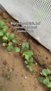 Letos poprvé 🥰 reďkovky a dokonca ich nezožrali ani slimáky 🐌
Reďkovky by sa mali dať vysádzať počas celej sezóny priebežne, takže to spolu tento rok vyskúšame 🌱

#rastliny #pestovanie #greenest #zahrada