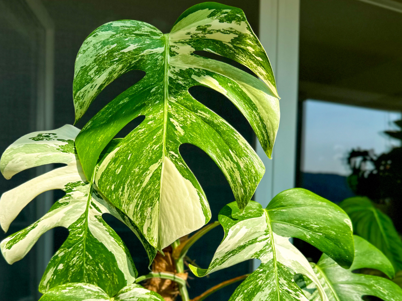 monstera deliciosa variegata