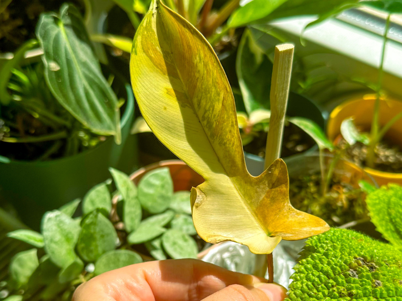 suchy list philodendron beauty variegata