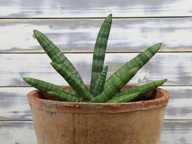 sansevieria pestovanie