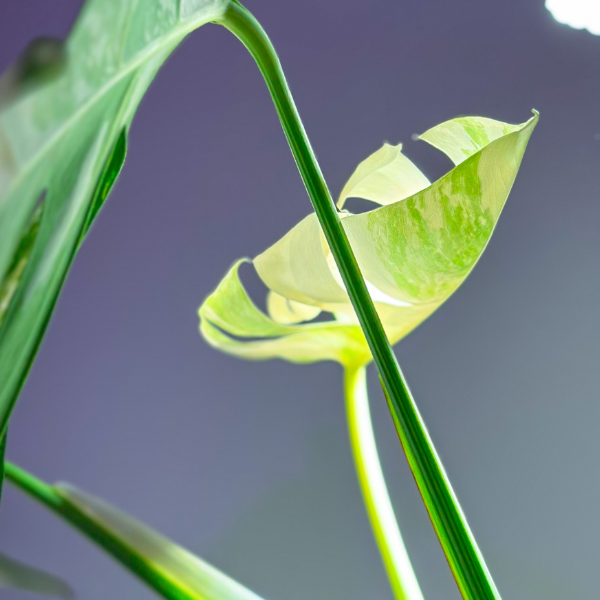 monstera pestovanie