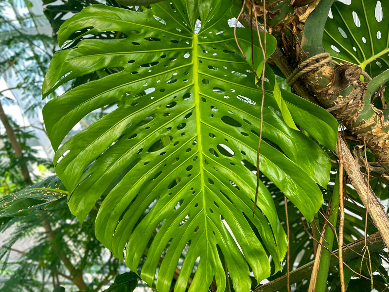 monstera deliciosa