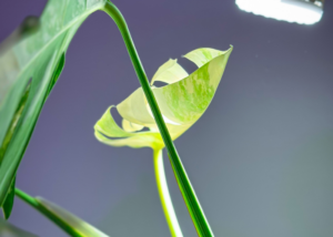 monstera starostlivost druhy a pestovanie