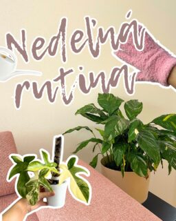 Calathea: druhy, starostlivosť, zalievanie a množenie - GreeNest