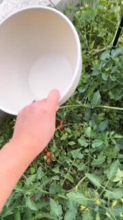🍅🌶️🥒 prvá záhradková úroda ✨

#zahrada #pestovanie